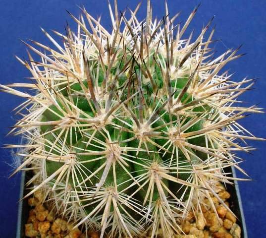 Neoporteria_nidus